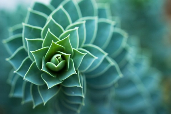 Cactus fractal