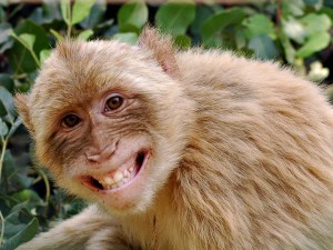 Mono riendo