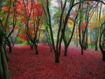 Árboles de hojas rojas
