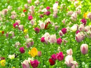 Postal: Campo de tulipanes