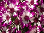 Bellas flores blancas y púrpuras