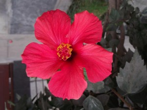 Una bonita flor roja