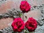 Rosas de mi jardín