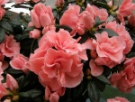 Azaleas rosas