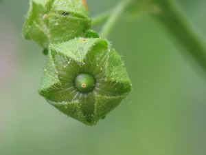 Brote verde a punto de florecer