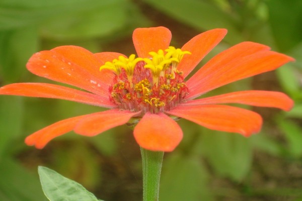 Flor de color naranja