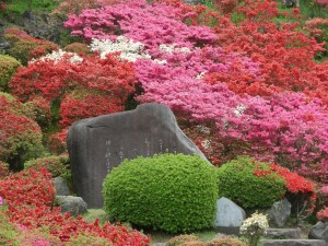 Azaleas de varios colores en un parque de Japón
