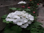 Hermosas flores blancas