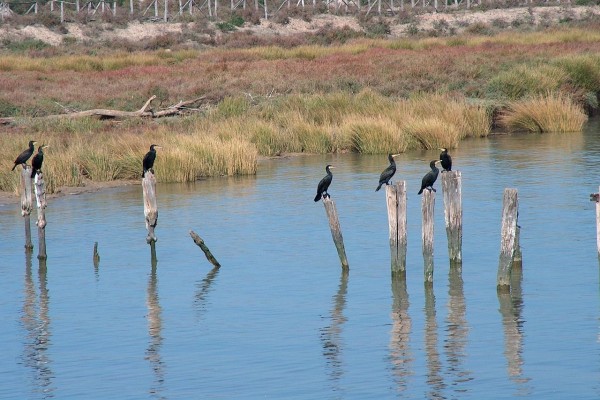 Cormoranes (Phalacrocorax carbo) en el margen del Guadalquivir, España