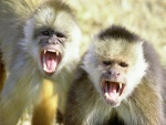 Monos muy enfadados