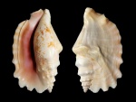 Caracola marina "Strombus sinuatus"