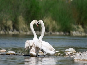 Una pareja de cisnes blancos (Cygnus olor)