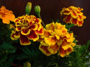 Flores de tonos naranjas y amarillos
