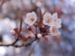 Flores blancas de cerezo