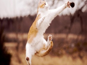 Gato saltando