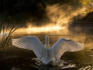 Cisne con las alas abiertas