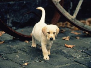 Cachorro de perro Labrador