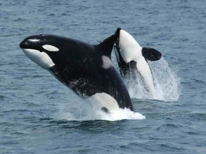 Postal: Orcas transeúntes al este de la islas Aleutianas