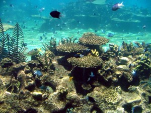 Acuario en el Sea World (Queensland, Australia)
