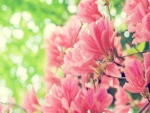 Ramas con flores de azalea