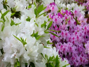 Flores de azaleas blancas y rosas