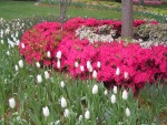 Jardín con azaleas rosas y tulipanes blancos