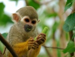 Pequeño mono comiendo un fruto verde