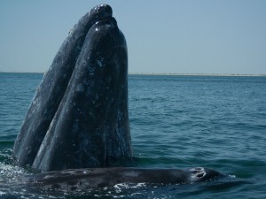 Ballena gris adulta con su ballenato