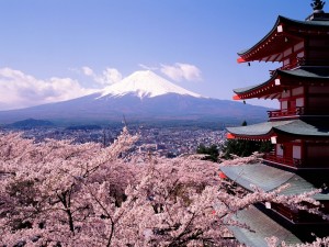 Cerezos en flor con vistas al monte Fuji