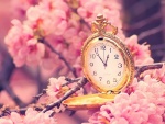 Reloj de bolsillo entre flores de cerezo