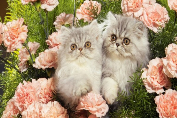 Dos gatos entre rosas