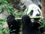 Panda Gigante "Tai Shan"