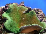 Anémona de mar (Stichodactyla)