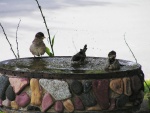 Pájaros dándose un baño