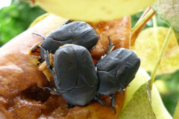 Escarabajos comiendo fruta madura