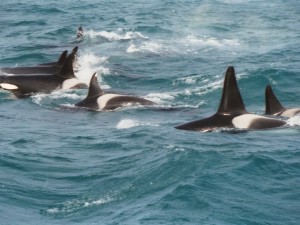 Grupo de orcas cerca de Andenes, Noruega