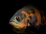 Oscar (Astronotus ocellatus), pez de agua dulce de América del Sur