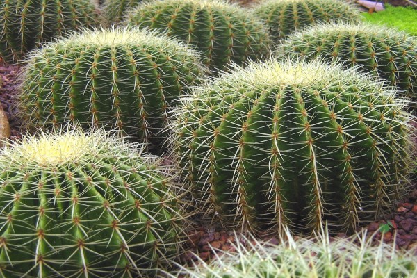 Cactus en el Jardín Botánico de Singapur
