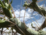 Cactus del Perú
