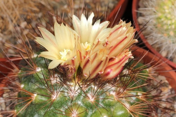 Cactus (Acharagma aguirreanum)