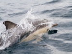 Delfín común de pico corto (Delphinus delphis)