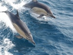Dos delfines saltando en las aguas del océano