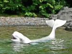 Una beluga mostrando su aleta caudal