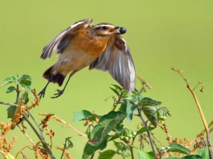 Postal: Pájaro con un fruto maduro en el pico
