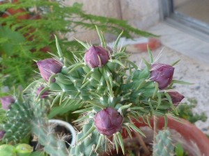 Postal: Cactus con flores lilas