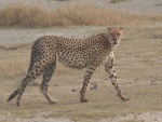 Guepardo en Tanzania