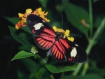 Mariposa negra y roja