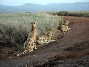 Tres guepardos (Acinonyx jubatus) en el parque Lewa, Kenia