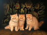 Tres gatos persas