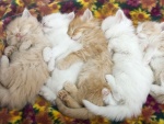 Gatitos durmiendo muy juntos